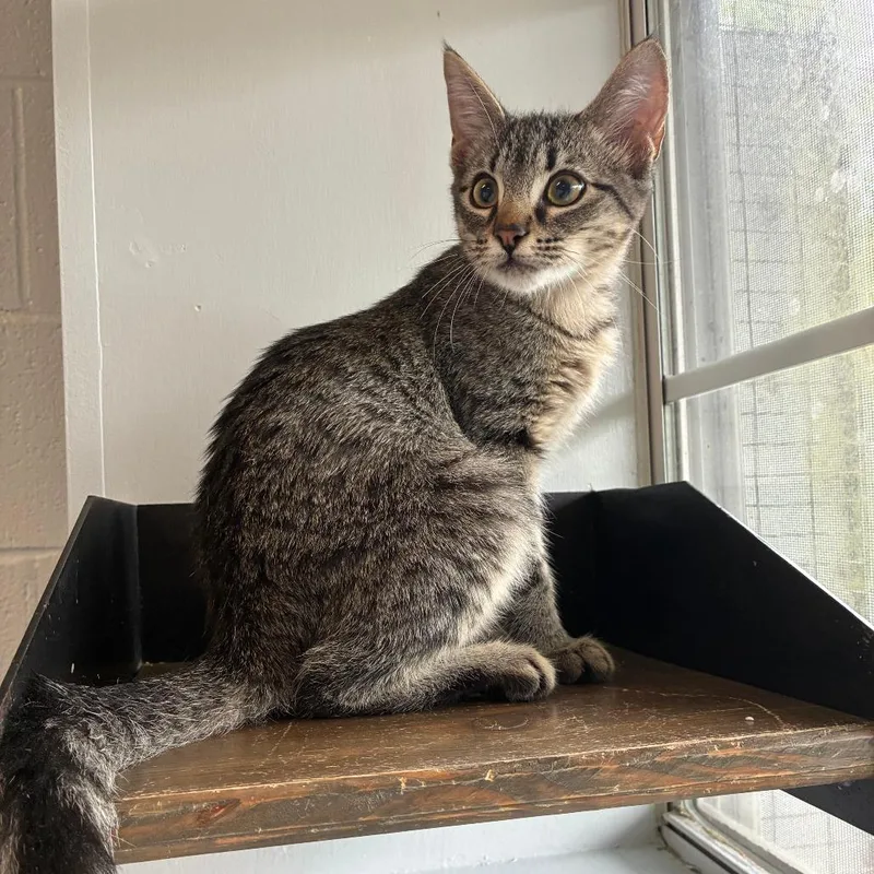 A baby small-sized male Black Domestic Short Hair cat named Simmer Down for adoption in Carencro, LA