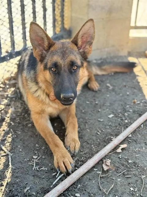 A young large-sized female German Shepherd Dog dog named Mesi for adoption in Riverside, CA