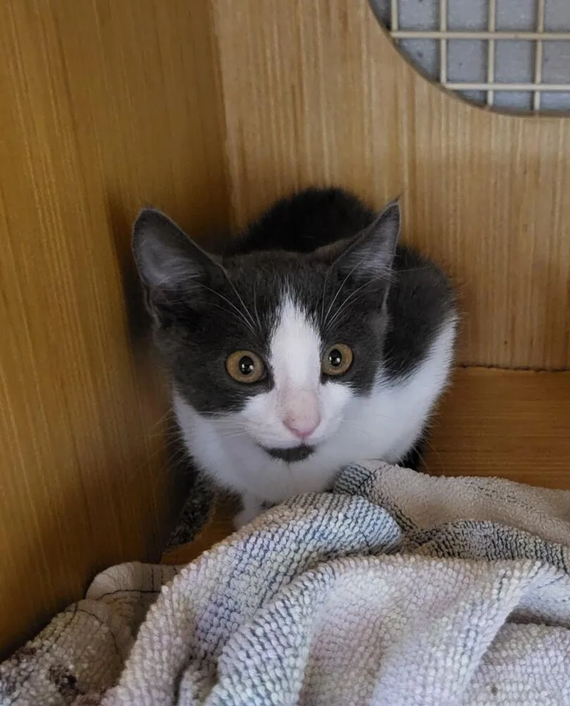 A baby small-sized male Gray & White Domestic Short Hair cat named Lasagna for adoption in Broomfield, CO