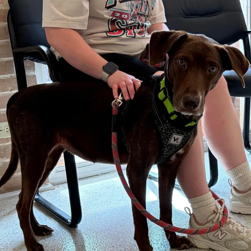 An adult large-sized female Chocolate Labrador Retriever dog named Coco for adoption in San Antonio, TX