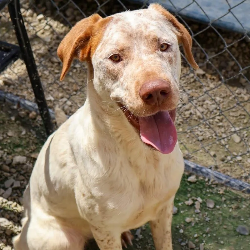 An adult medium-sized female Australian Cattle Dog / Blue Heeler dog named Lana for adoption in Hollister, MO