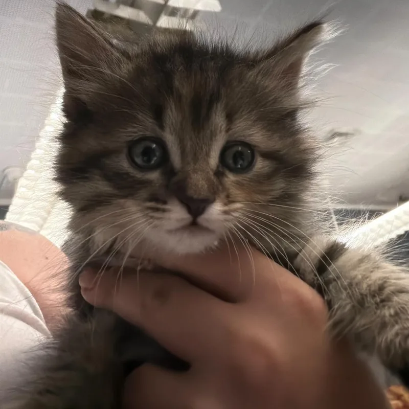 Lil