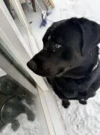An adult large-sized male Mixed Breed dog named Leo for adoption in West Chester, PA
