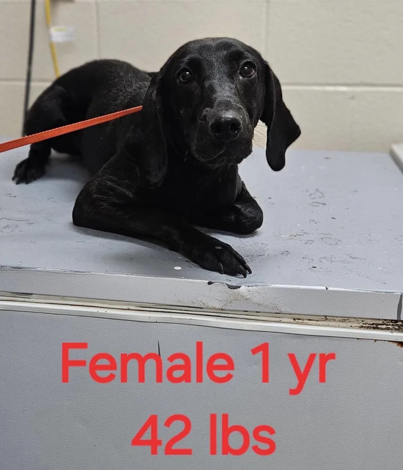 A baby medium-sized female Black Labrador Retriever dog named Missie for adoption in Cary, NC