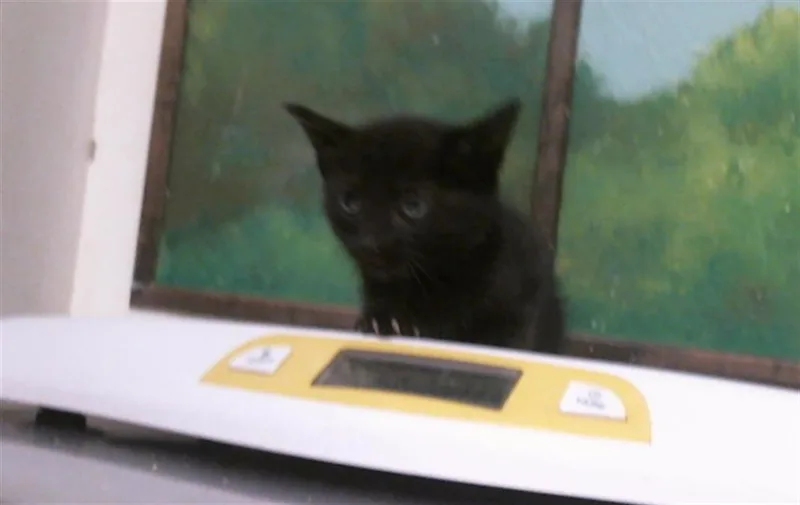 A baby small-sized female Domestic Short Hair cat named Tziki for adoption in Houston, TX