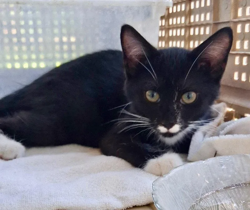 A baby medium-sized female Domestic Short Hair cat named Boop for adoption in Cromwell, KY