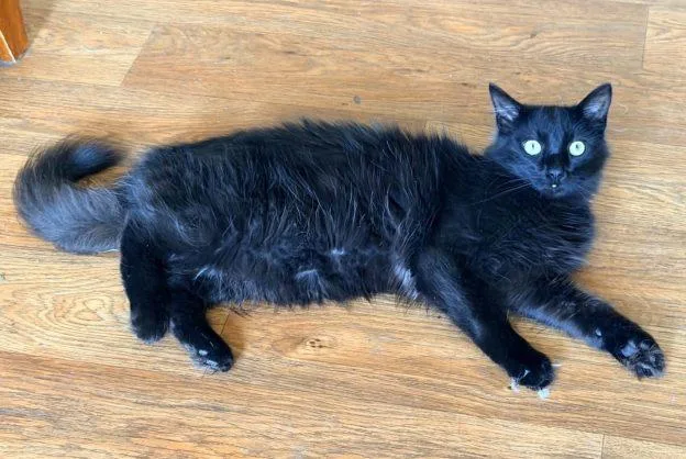 A young medium-sized male Black Domestic Medium Hair cat named Derpy for adoption in Anchorage, AK