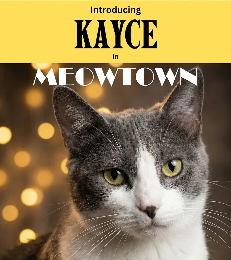 An adult medium-sized female Gray & White Domestic Short Hair cat named Kaycie for adoption in Herndon, VA