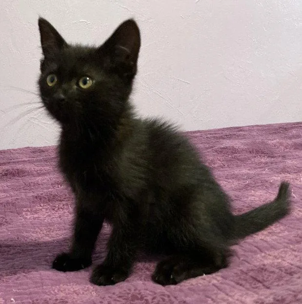 A baby small-sized male Black Domestic Short Hair cat named Rooster for adoption in Woodland, CA