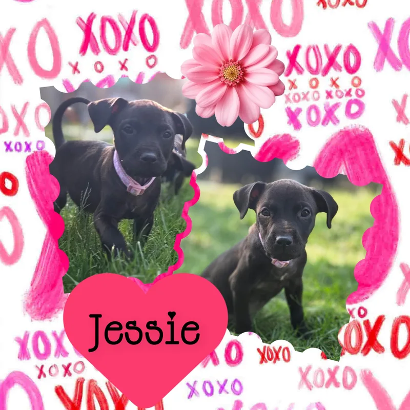 Jessie thumbnail 2