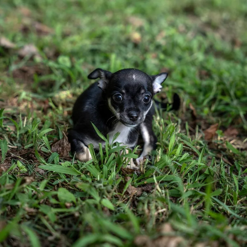 A baby small-sized female Black Chihuahua dog named Jello for adoption in Gainesville, GA