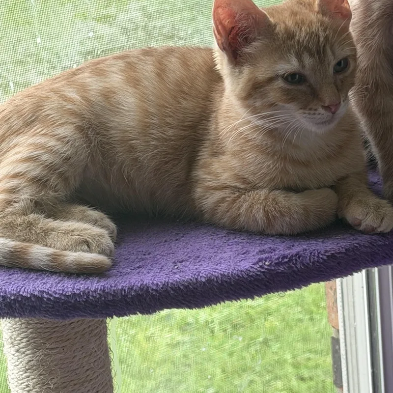 A baby medium-sized male Tabby (Orange / Red) Domestic Short Hair cat named Earnie for adoption in Kirklin, IN