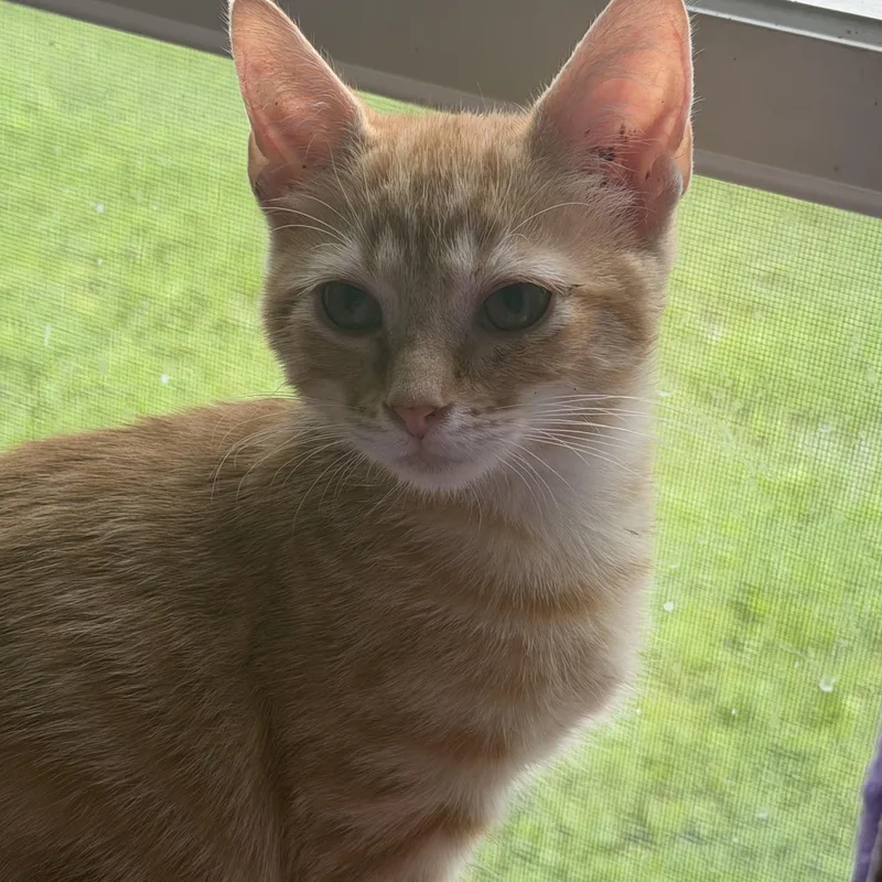 Earnie thumbnail 3