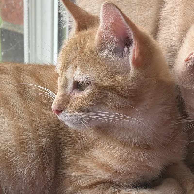 Earnie thumbnail 4