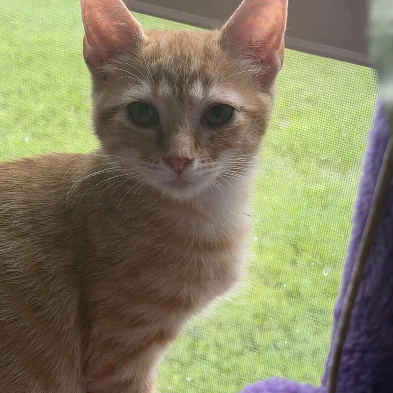 Earnie thumbnail 5