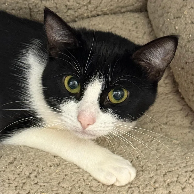 A baby medium-sized female Domestic Short Hair cat named Millie for adoption in Cumming, GA