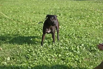 An adult medium-sized male Mixed Breed dog named Lux for adoption in West Chester, PA