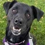 An adult medium-sized female Black Labrador Retriever dog named Maze for adoption in Santa Cruz, CA