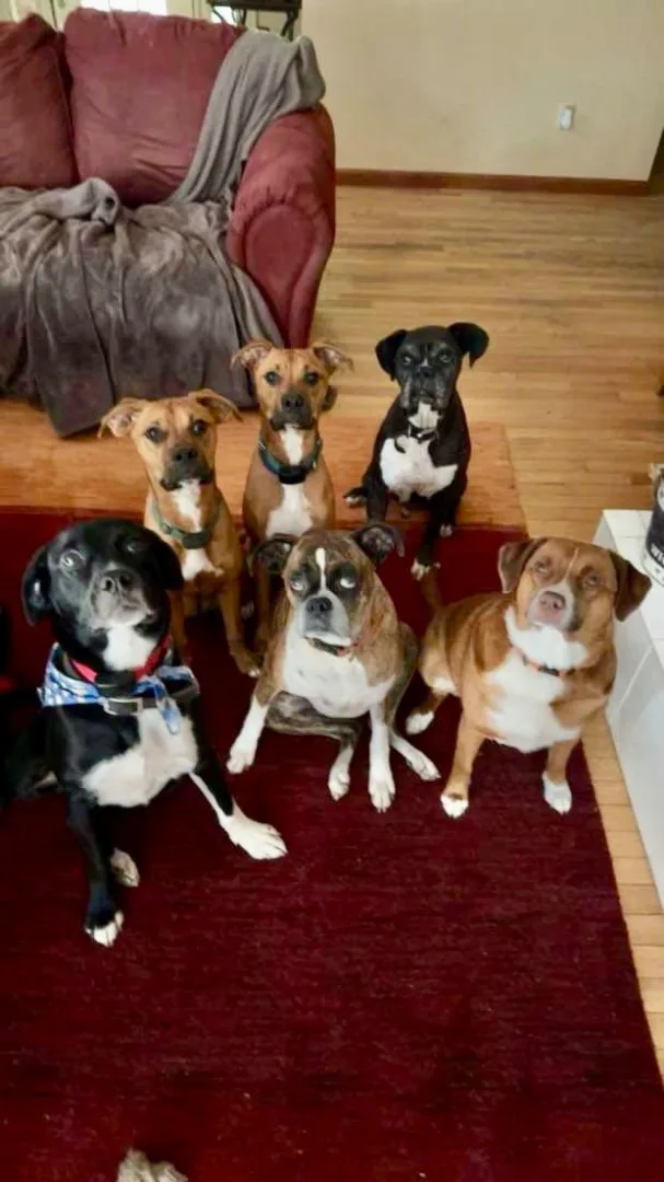 Gunner & Jersey thumbnail 2