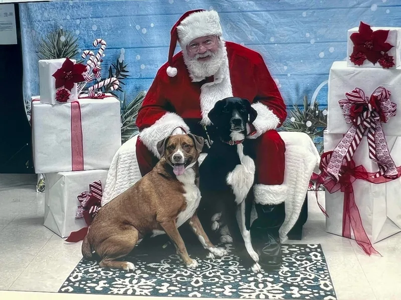 Gunner & Jersey thumbnail 3