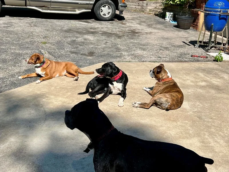 Gunner & Jersey thumbnail 4