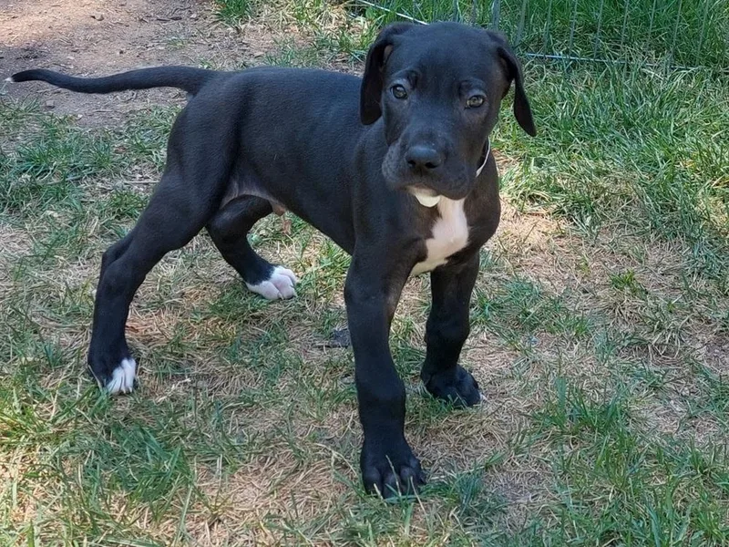 A baby large-sized male Black Mastiff dog named Moose for adoption in Sedalia, CO