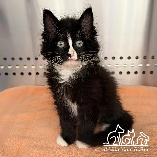 A baby small-sized female Domestic Long Hair cat named Cinder for adoption in Irvine, CA
