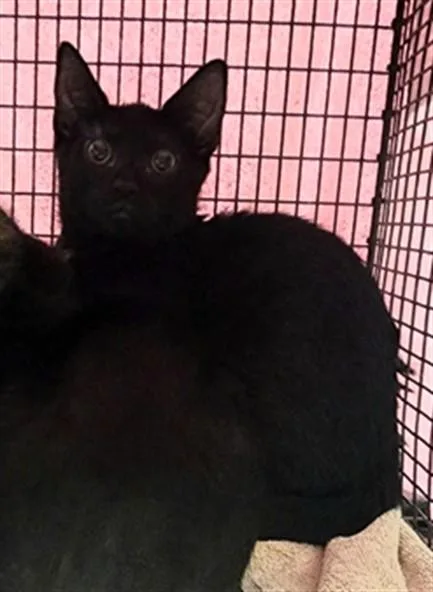 A baby small-sized male Domestic Short Hair cat named Raven for adoption in Chatsworth, CA