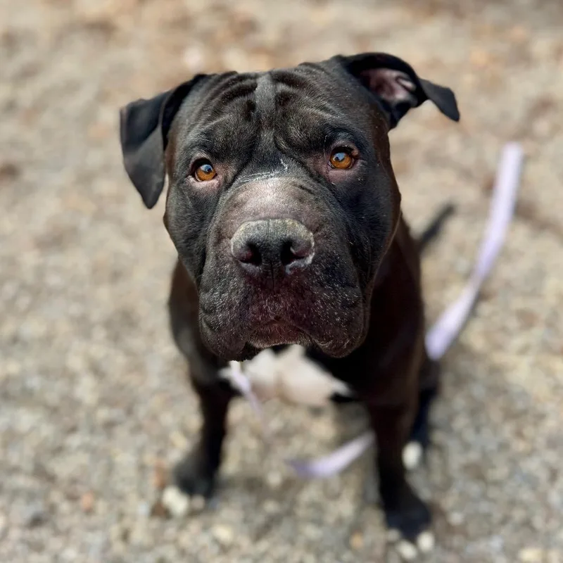 An adult large-sized male Brown / Chocolate Mixed Breed dog named Brussels for adoption in Fairport, NY