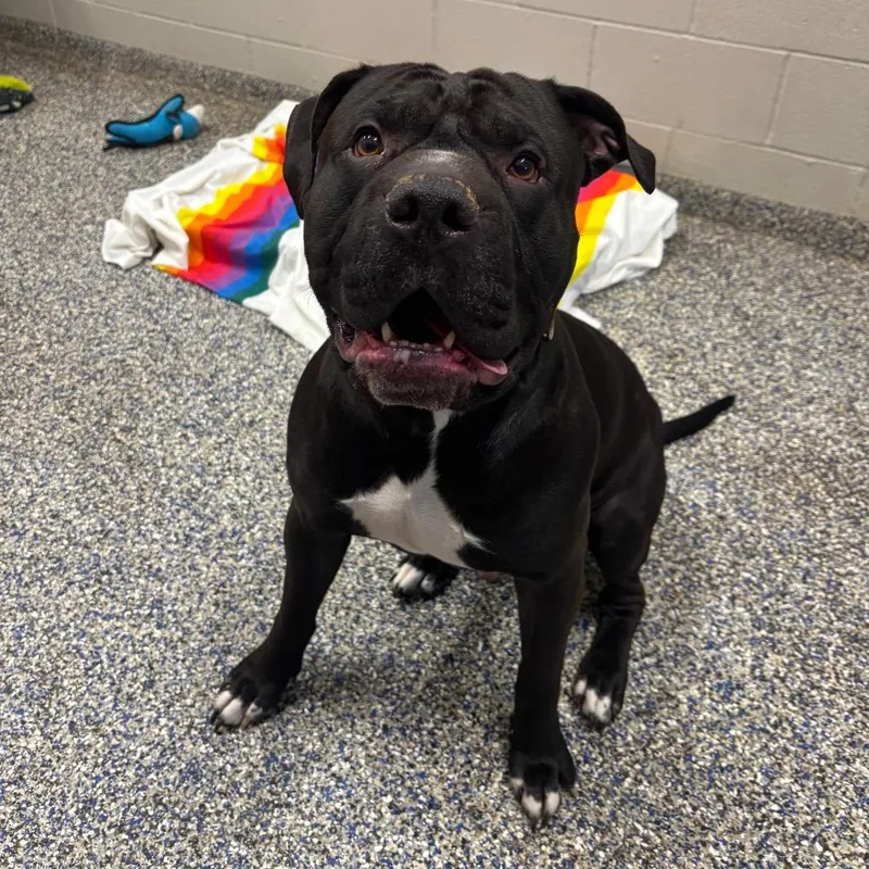 Brussels thumbnail 2