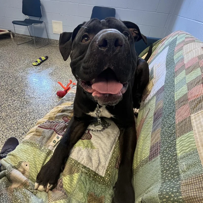 Brussels thumbnail 3