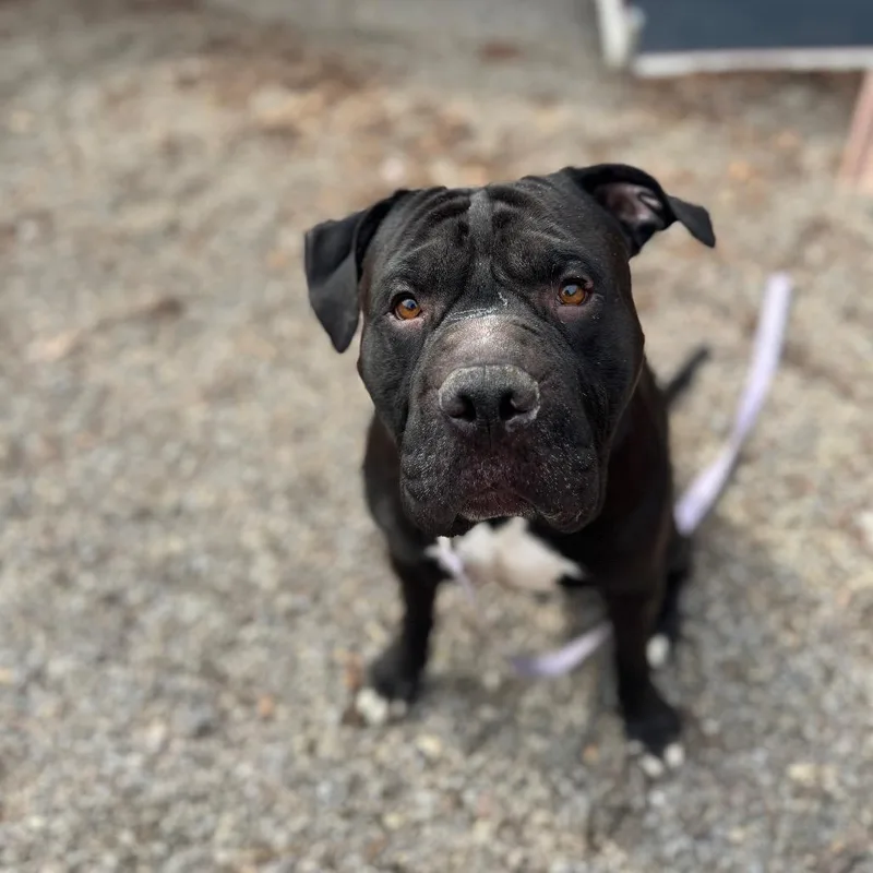 Brussels thumbnail 4