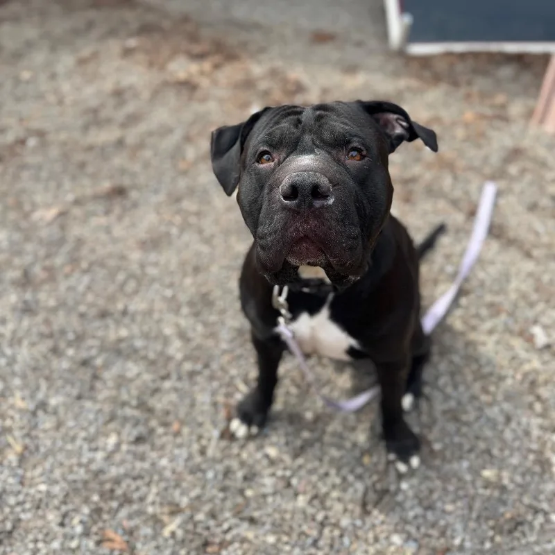 Brussels thumbnail 5