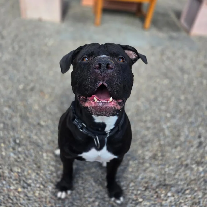 Brussels thumbnail 6