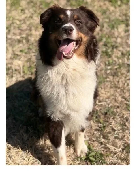 Snickers