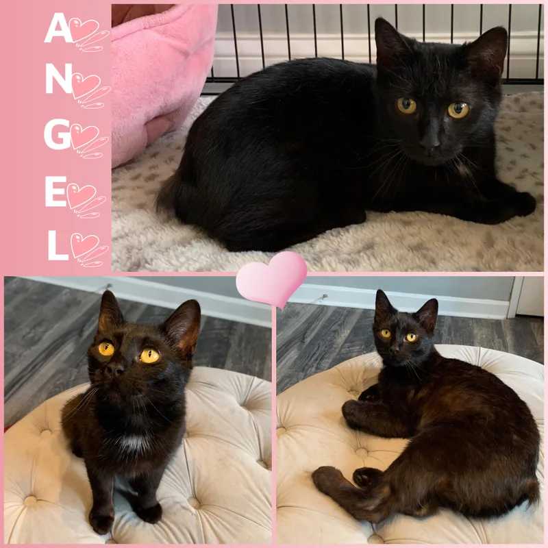 A young small-sized female Manx cat named Angel for adoption in Louisville, KY