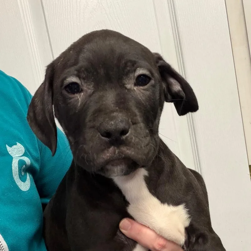 A baby medium-sized male Black Mixed Breed dog named Sutton for adoption in DeKalb, IL