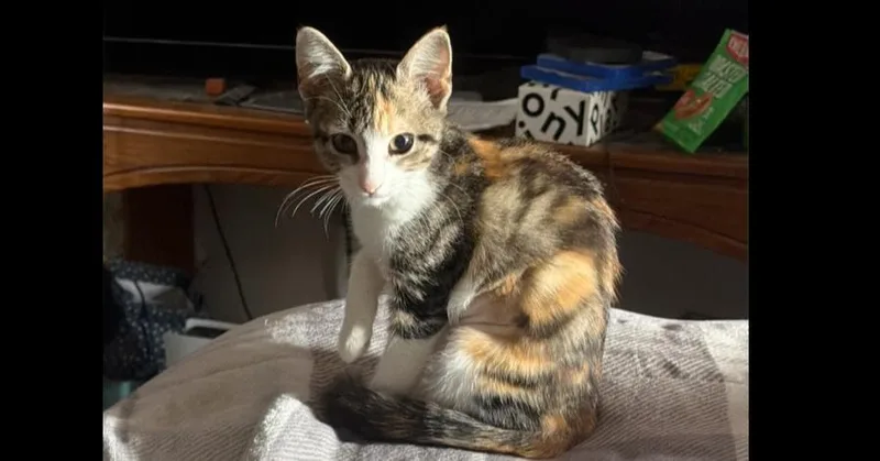 A baby small-sized female Domestic Short Hair cat named Emma for adoption in Deland, FL