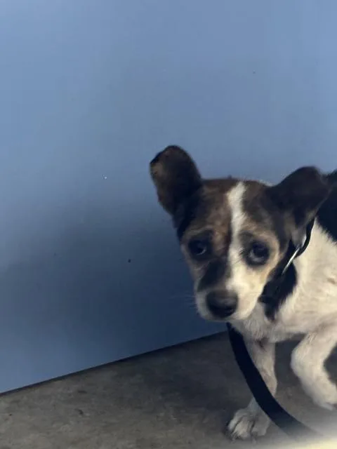 An adult small-sized female Chihuahua dog named Peach for adoption in San Bernardino, CA