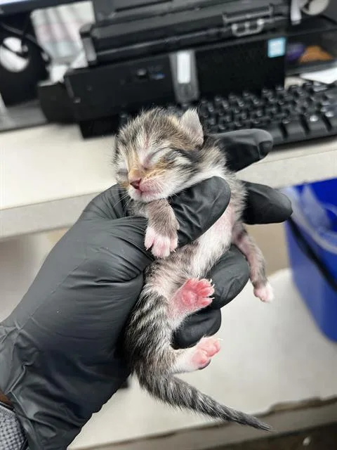 A baby medium-sized male Domestic Medium Hair cat named Basil for adoption in Dallas, TX