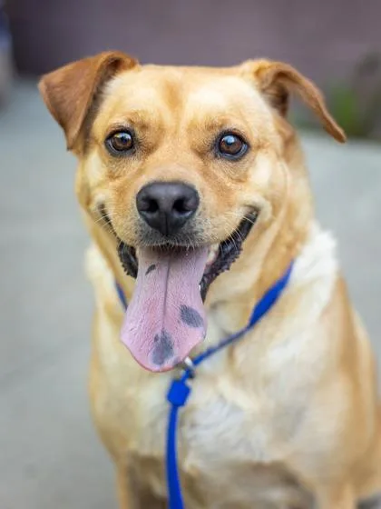 An adult medium-sized male Mixed Breed dog named Tim Tee for adoption in Chamblee, GA
