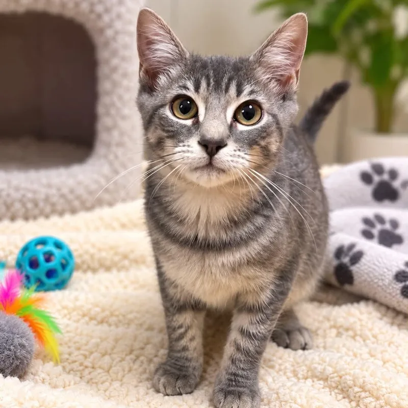 A baby medium-sized male Gray & White Domestic Short Hair cat named Shadow for adoption in Sewell, NJ