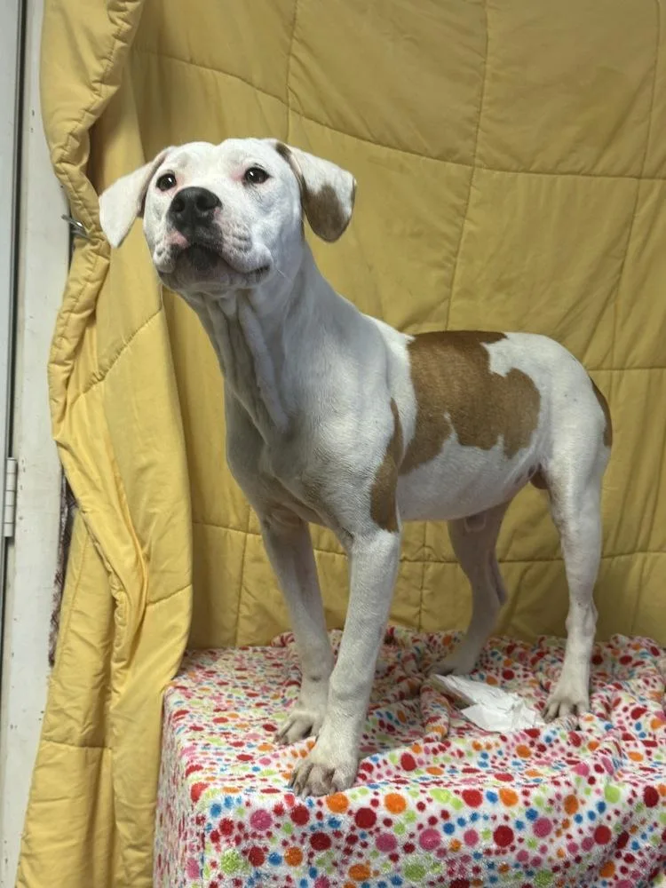 A young medium-sized male Tricolor (Brown, Black, & White) Terrier dog named Peep for adoption in Opelousas, LA