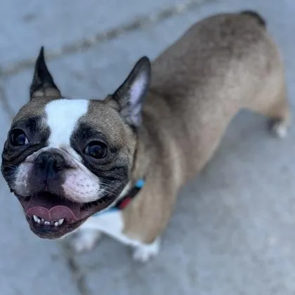 A young small-sized male French Bulldog dog named Jackson Phoenix for adoption in Janesville, WI
