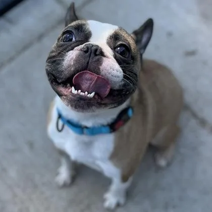 Jackson Phoenix thumbnail 2