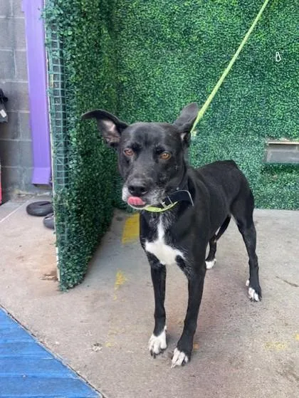 An adult medium-sized female Black Pit Bull Terrier dog named Tet Tet for adoption in El Paso, TX