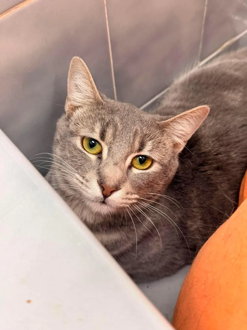 A young medium-sized female Domestic Short Hair cat named Willow for adoption in Holbrook, NY