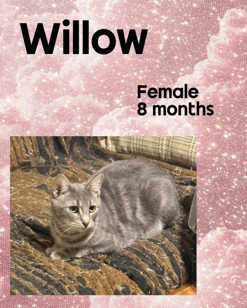 Willow thumbnail 2