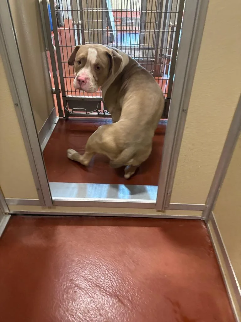 A young medium-sized male Mixed Breed dog named Sarge for adoption in Douglasville, GA