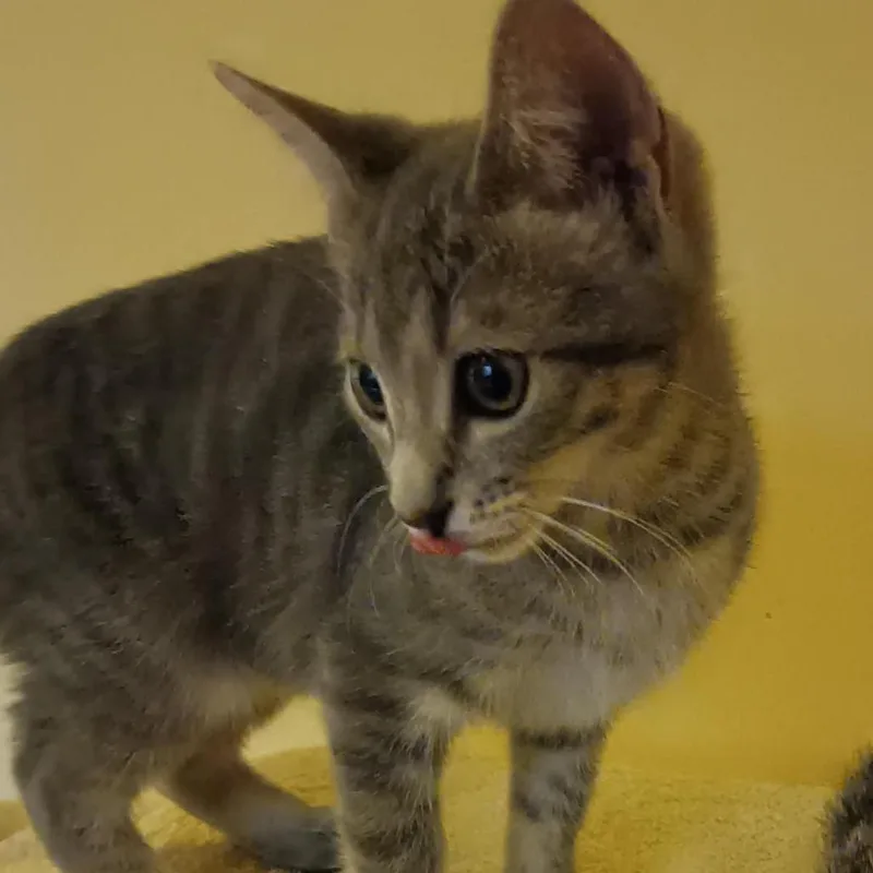 A baby small-sized female Gray / Blue / Silver Domestic Short Hair cat named Margie for adoption in Fort Lauderdale, FL